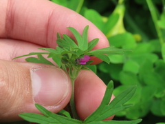 Geranium dissectum