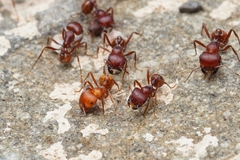 Pogonomyrmex barbatus