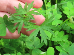 Geranium dissectum