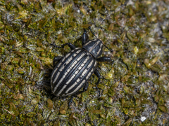Lyperobius