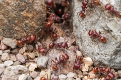 Pogonomyrmex barbatus