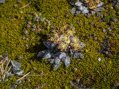 Anisotome lanuginosa