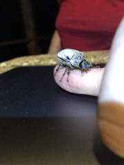 Dermolepida albohirtum