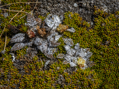 Anisotome lanuginosa