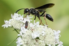 Isodontia auripes