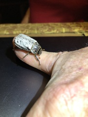 Dermolepida albohirtum