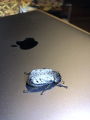 Dermolepida albohirtum