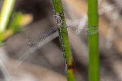 Archiargiolestes parvulus