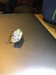 Dermolepida albohirtum