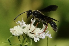 Isodontia auripes