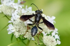 Isodontia auripes