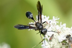 Isodontia auripes