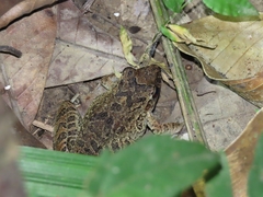 Leptodactylus macrosternum