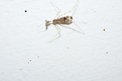 Stenolemus fraterculus