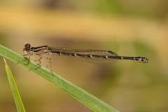Austroagrion cyane