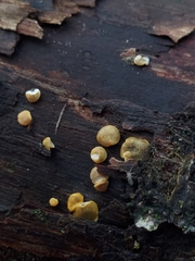 Trichoderma aureoviride