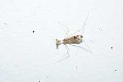 Stenolemus fraterculus