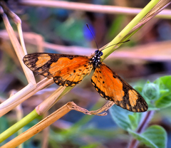 Acraea serena