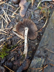 Psathyrella