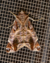 Calyptis semicuprea