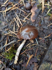 Psathyrella
