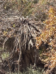 Washingtonia filifera