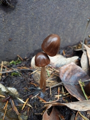 Psathyrella
