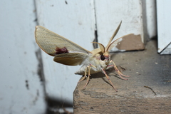 Oenochroma orthodesma