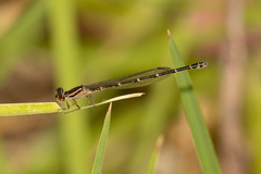 Austroagrion cyane