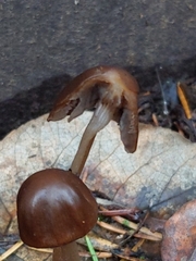 Psathyrella