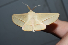 Oenochroma orthodesma