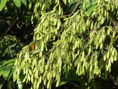 Ventilago madraspatana