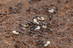 Monomorium minimum
