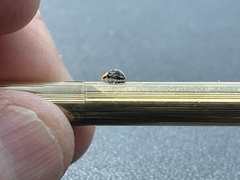 Apolinus lividigaster