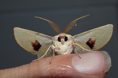 Oenochroma orthodesma