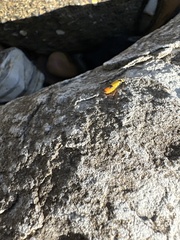 Chauliognathus imperialis