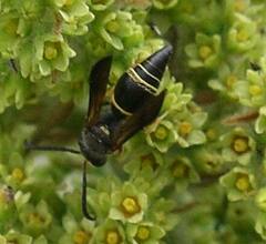Ancistrocerus unifasciatus