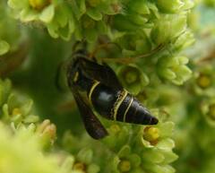Ancistrocerus unifasciatus