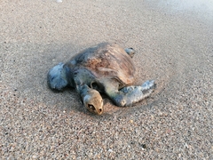Lepidochelys olivacea
