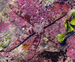 Dactylosaster cylindricus