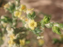 Thymelaea hirsuta