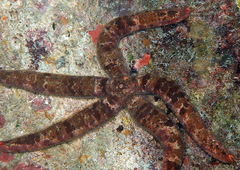 Ophidiasteridae