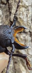 Mallodon spinibarbis