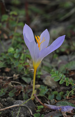 Crocus cancellatus
