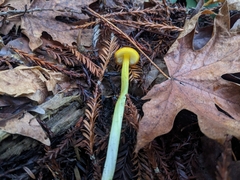 Hygrocybe singeri