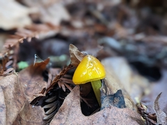 Hygrocybe singeri
