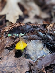 Hygrocybe singeri
