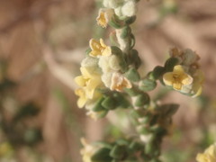 Thymelaea hirsuta