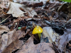 Hygrocybe singeri