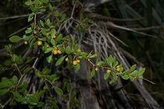 Lycium boerhaviifolium